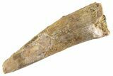 Fossil Pterosaur (Siroccopteryx) Tooth - Morocco #359992-1